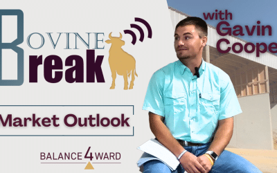 Bovine Break // High cattle prices? Here’s how to take advantage now!