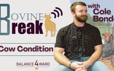 Bovine Break // Why Cow Condition Matters